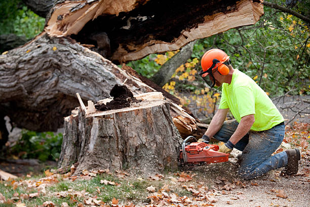 Best Mulching Services  in USA